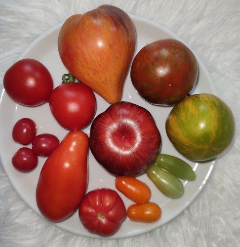 Tomatensamen tomaten saatgut - tomaten,