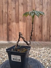 Bergahorn, Pre Bonsai, Bonsai