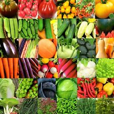 SAMEN Tomate Gurke Paprika Karotte Kräuter Radieschen Kürbis Kohlrabi Kohl Salat