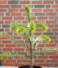 Chilenische schmucktanne - chilenische,