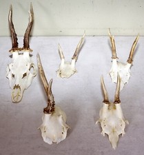 5 Rehgeweihe zum Basteln und