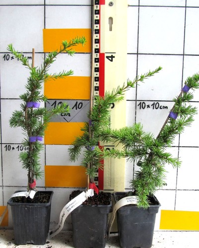 Cedrus libani compacta nana - cedrus,