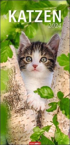 Katzen kalender 2024 xl - katzen,