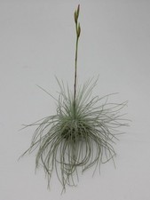 Tillandsia argentea var