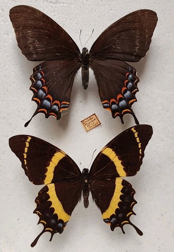Paar papilio garamas ssp - paar,