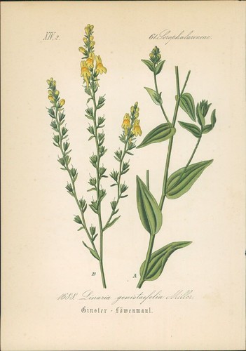 Chromolithographie - ,