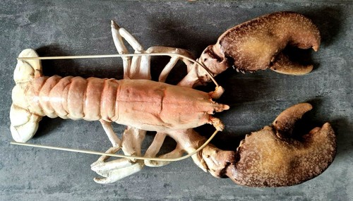 Lobster meeresfrüchte - cm,