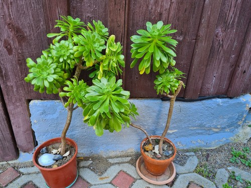 Ableger aeonium arboreum - 2, *