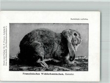 13567426 - Zucht Franzoes. Widderkaninchen , Rammler Hase