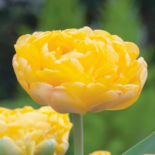 Tulpen blumenzwiebeln zwiebeln - tulpen,