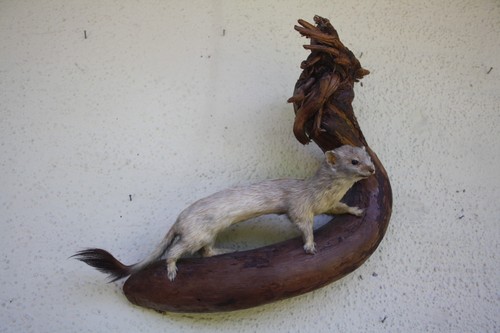 Tierpräparat hermelin - tierpräparat,