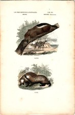 Antike Handkolorierte Lithographie Grafik 19 Jh. , Tiere