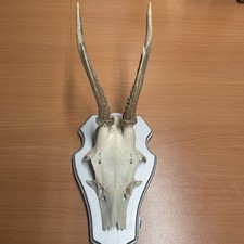 DEKO REHGEWEIH REHGEHÖRN