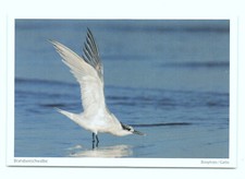 1 AK Postkarte
