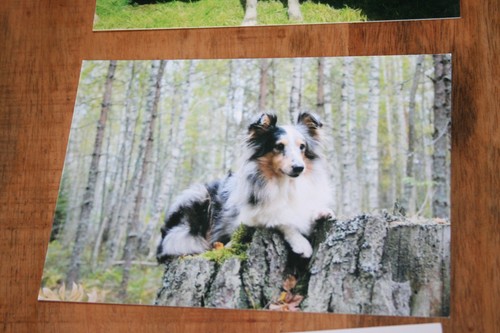 Hunde postkarte von poster xxl - hunde,