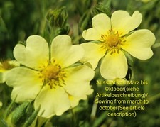 Hohes Fingerkraut, Potentilla
