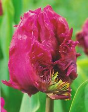 10 oder 20 Papagei Tulpenzwiebeln Parrot Prince Tulpen Lieferbar 9.9.