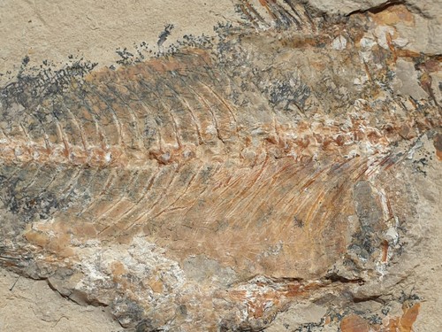 Platte mit fischen - kreide,