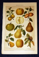 KERNOBST Pomologie Apfel Birne