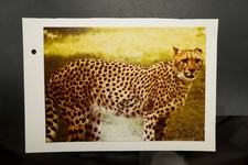 Foto portrait tierpark - portrait,