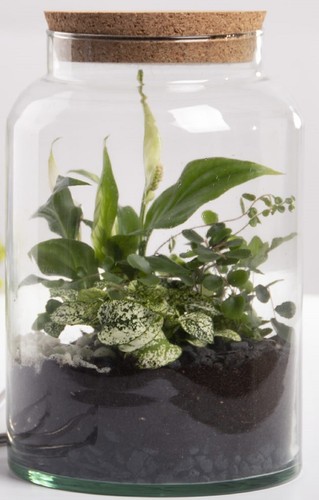 Halboffene terrarium flasche - halboffene,
