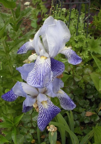 Iris schwertlilie - -,