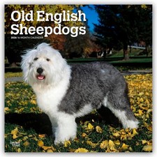 Old English Sheepdog - Bobtail