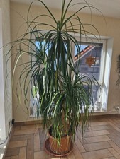 Elefantenfuß Pflanze, Großer