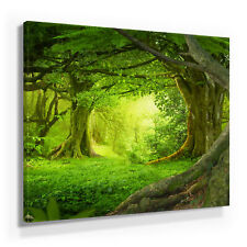 Wunderschöne Wald Bilder auf