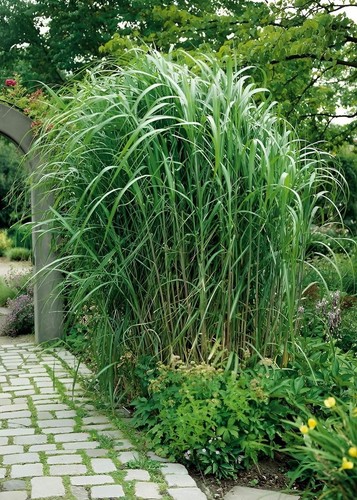 Miscanthus x giganteus - 5,