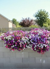 HP 1762XT Hängepetunia