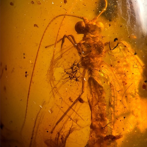 Lacewing neuroptera - neuroptera, in