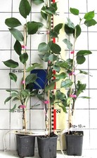 Pyrus / Nashi,  Sorte  "Shinsui"  -  asiatische Birne, japanische frühe Sorte