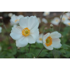 Anemone x japonica 'Andrea