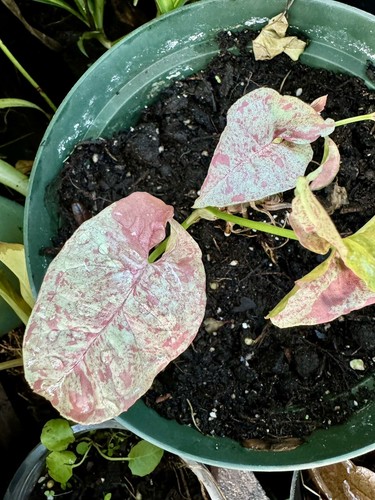 Syngonium podophyllum milk - ,