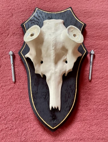 Dammhirschschädel aus