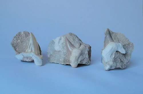 Otodus obliquus teeth from - x3,