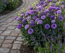 Sale2241 Eustoma Lisianthus