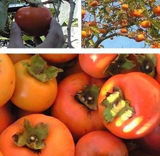 winterharte Kakibaum