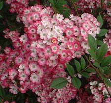 Strauchrose Mozart ® 