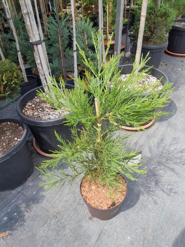 Sequoiadendron giganteum
