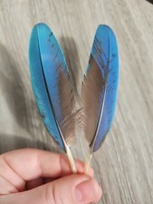 2 x blaue Federn ? Papageienfeder Ara Vogelfeder Traumfänger Daumenfittich