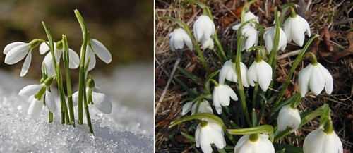 Schneeglöckchen galanthus - schneeglöckchen,
