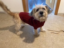 Hundepullover nach Maß handgestrickt, Div. Farben und Designs möglich