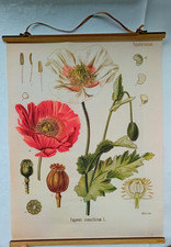 Mohn Klatschmohn Schautafel