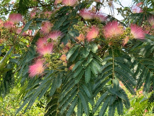 Samen seidenbaum albizia - 50,