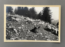 Bergfotografie, Schafherde