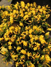 Schlumbergera Weihnachtscactus