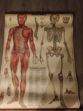 Schulplan für Anatomie