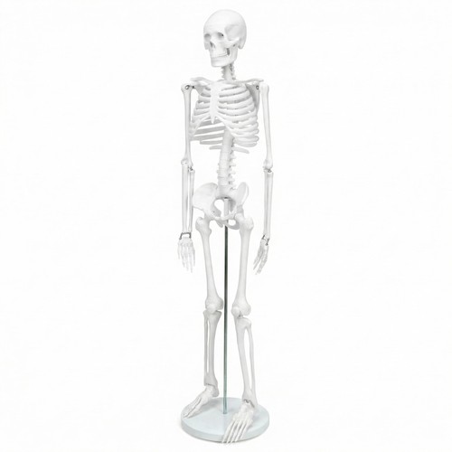 Skelett modell mensch - mensch, anatomie